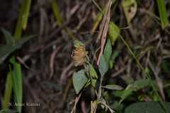 Phaulopsis imbricata